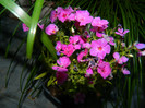 DSCN6799