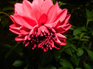 DSCN6802