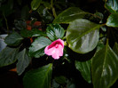 DSCN6806