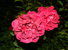 DSCN6810