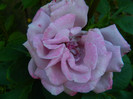 DSCN6814