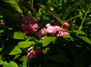 DSCN6817
