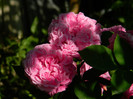 DSCN6823
