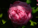 DSCN6824