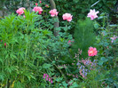 DSCN6855
