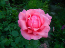 DSCN6861
