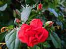 DSCN6916