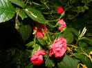 DSCN6917