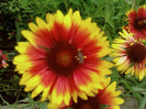 albine si gaillardia
