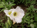 albine la oenothera