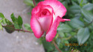Picture 024