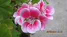 Picture 008