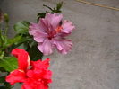 Picture 005