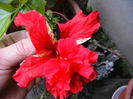 Picture 009