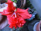 Picture 010