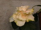 Picture 030