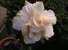 Picture 032