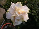 Picture 033