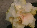 Picture 038