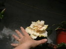 Picture 049