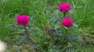 Rose de Rescht