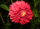 DSCN6950