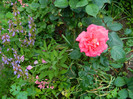 DSCN6952