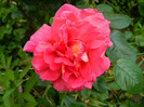 DSCN6953