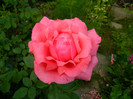 DSCN6954