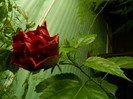 DSCN6958