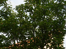 DSCN6985