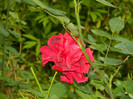 DSCN6991