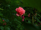 DSCN6998