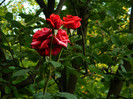 DSCN7001