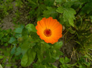 DSCN7033