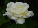 DSCN7035