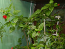 DSCN7056