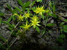 DSCN7067