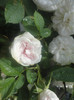 DSC04799
