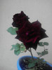 P260512_17.58_[01]