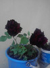 P260512_17.58_[02]