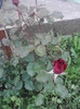 P260512_19.31_[02]