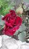 P290512_13.04_[03]