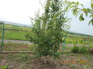 par soiul Untoasa Bosc
