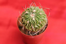 cactusi si suculente 2012 008