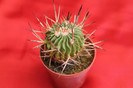 cactusi si suculente 2012 010