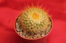 cactusi si suculente 2012 011
