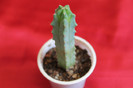 cactusi si suculente 2012 020