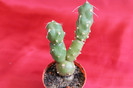 cactusi si suculente 2012 026
