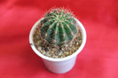 cactusi si suculente 2012 029